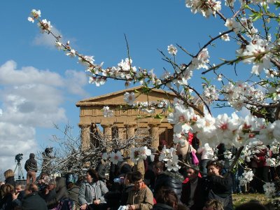 ''Festa del Mandorlo in fiore'', lunedì la presentazione della manifestazione