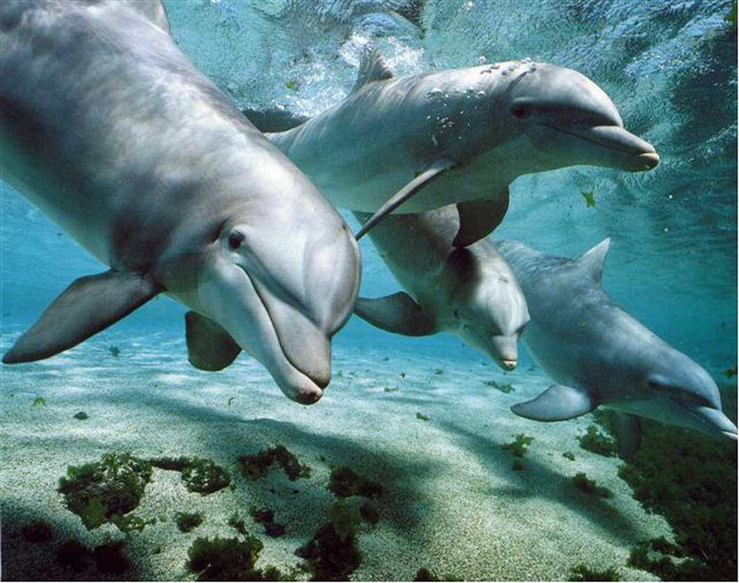 i delfini tornano a popolare le isole pontine
