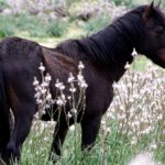 Giara Horse