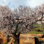Almond tree at springtime Flowers and blossoms