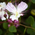 Wild Mediterranean Caper Flower Close-Up