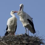 White stork at nest