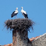 Sardegna:-la-cicogna-bianca