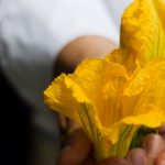 Hands Holding Squash Blossoms (Close-Up)