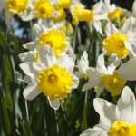 Sea of daffodils