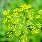 close top head of growing dill in summer garden with blurry green background