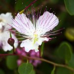 Wild Mediterranean Caper Flower Close-Up
