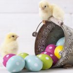 Easter chicken, eggs and decoration on white background