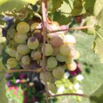 grapes-1838781_1280
